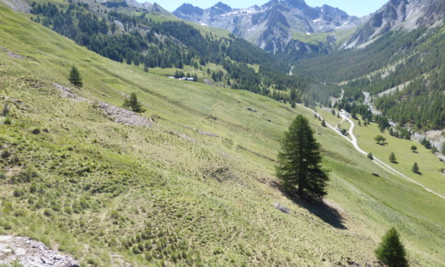 Le diagnostic pastoral de l’alpage de Bois Noir à Ceillac (05) se révèle !