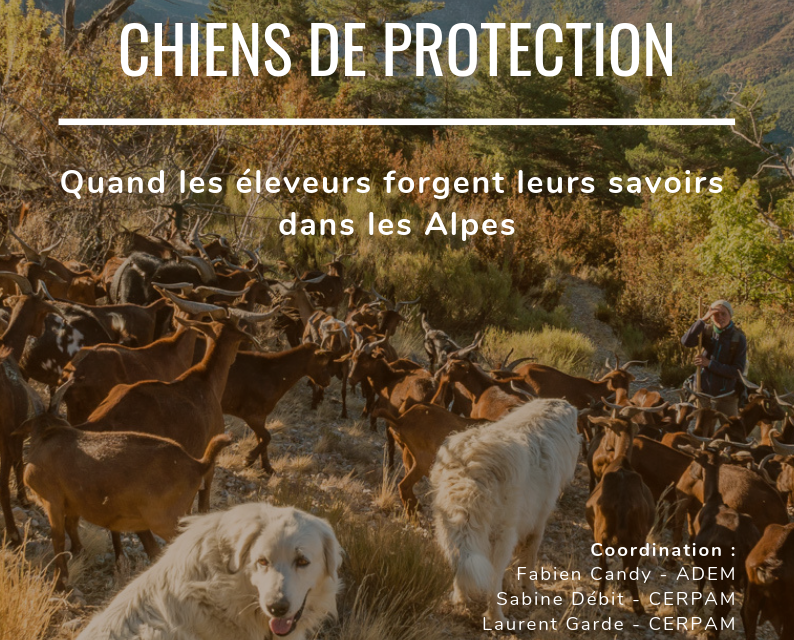 CHIENS de PROTECTION : Quand les éleveurs forgent leurs savoirs dans les Alpes