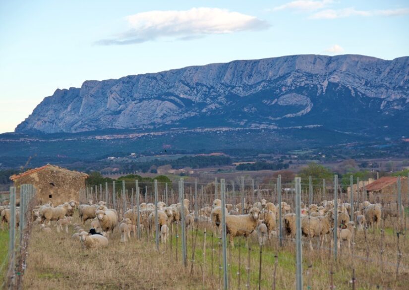 Brebis Sainte Victoire