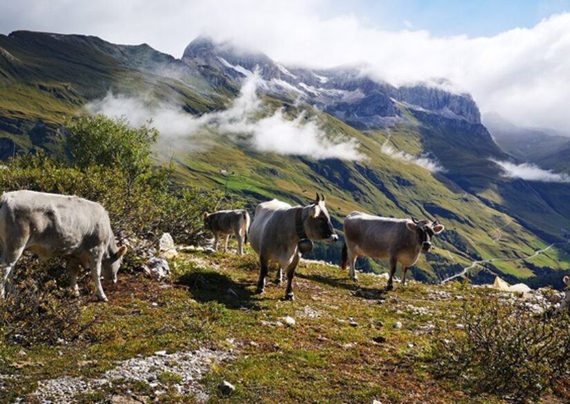 Vache montagne