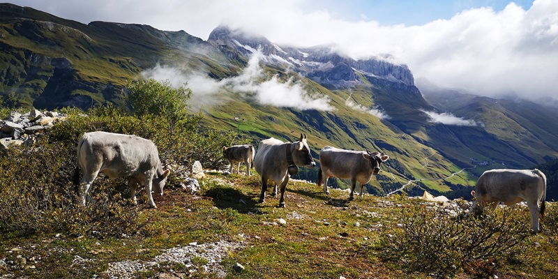 Vache montagne